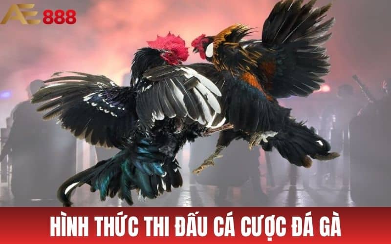 Hình thức thi đấu đá gà được ưu chuộng khi tham gia
