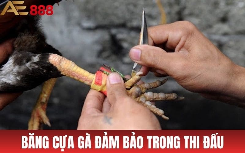 Băng cựa gà đá đảm bảo tính chuyên nghiệp trong thi đấu