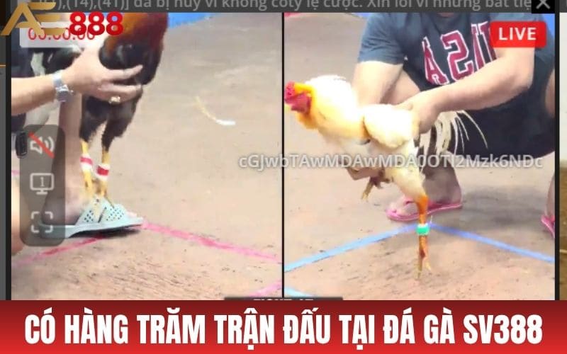 Có hàng trăm trận đấu tại đá gà SV388