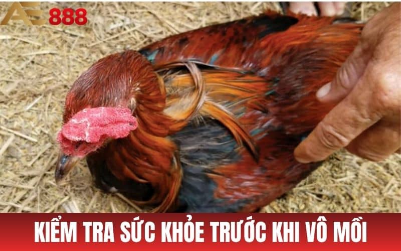 Nên kiểm tra thể trạng và sức khỏe trước khi vô mồi cho gà đá