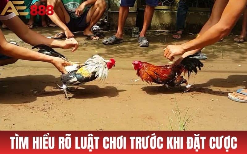 Tìm hiểu rõ luật chơi cũng là cách đá gà mạng hiệu quả